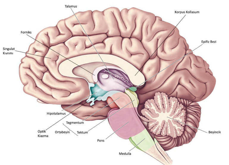 hipotalamus